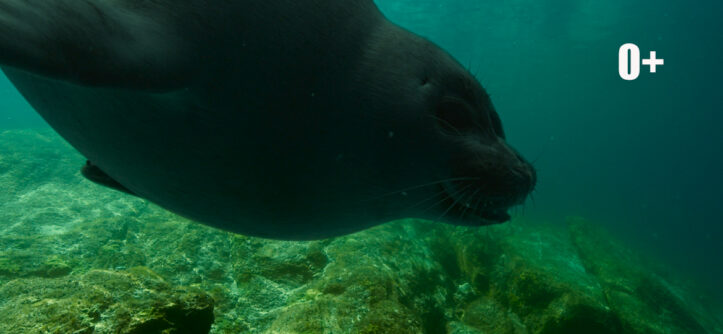 "Байкал. Удивительные приключения Юмы" - "Централ Партнершип" (Российская Федерация) и ООО «БИФМедиаГрупп» (Республика Беларусь, УНП 193468544)